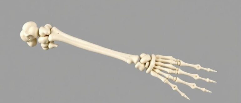 Кости верхней конечности: плечо, предплечье, кисть — как устроен скелет руки