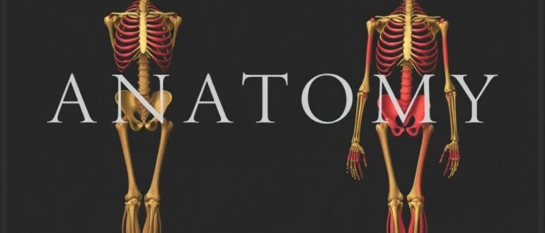 История анатомии: от древности до наших дней. Путешествие по структурам, ошибкам и открытиям