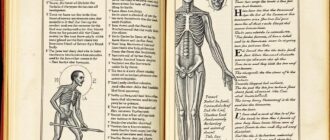Везалий и его труд "О строении человеческого тела": как одна книга перевернула анатомию