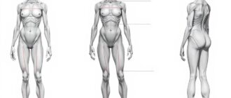 Анатомия для художников: пропорции тела — как понять и нарисовать человеческую фигуру