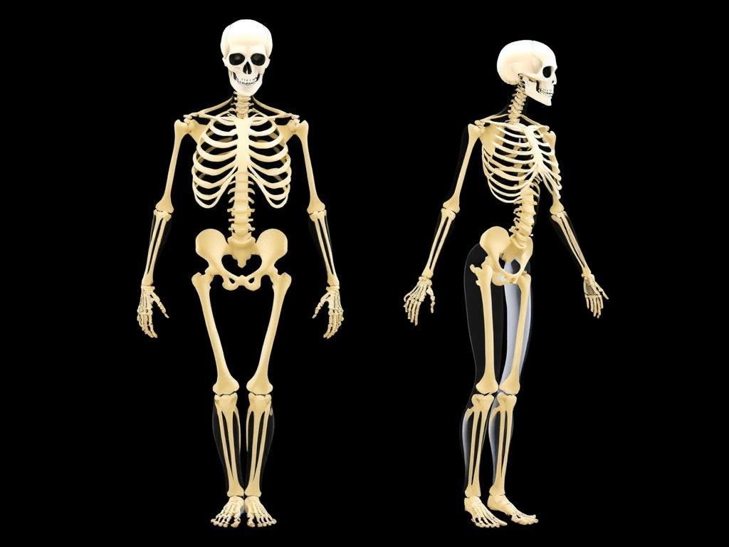 Половой диморфизм: различия мужской и женской анатомии. Кости и скелет: форма, плотность и приспособления