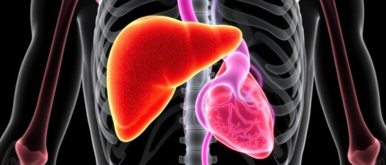 Селезёнка: анатомия и функции — что это за орган и зачем он нужен