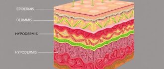 Слои кожи: эпидермис, дерма и гиподерма, взгляд изнутри