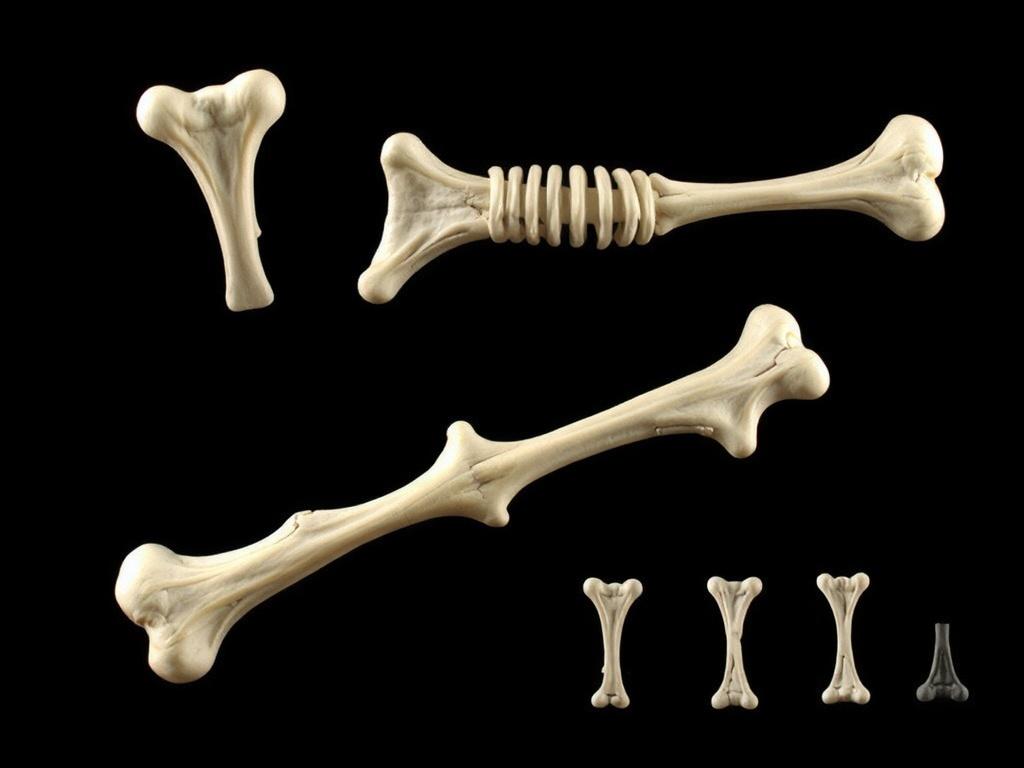 Как растут и развиваются кости. Что такое кость и из чего она состоит