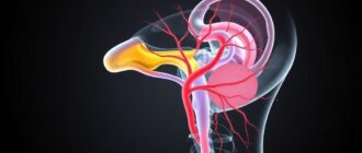 Кортиев орган и слуховой нерв: как звук превращается в смысл