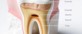 Строение зуба: эмаль, дентин, пульпа — как устроен наш зуб и почему это важно