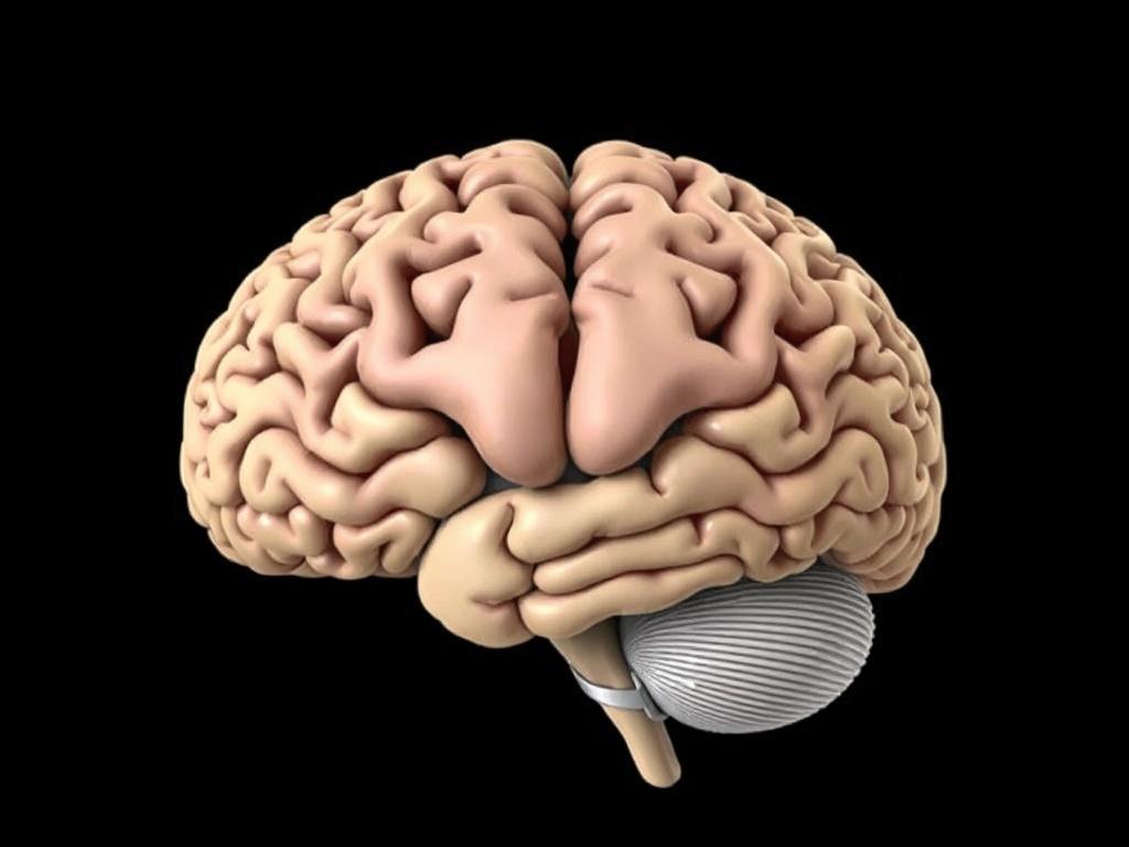 Конечный мозг: большие полушария. Что такое конечный мозг и почему большие полушария важны