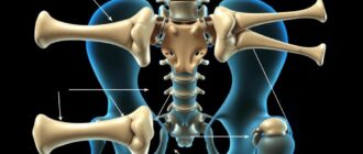 Виды соединения костей: суставы, связки — как устроен наш скелет и что за этим скрывается