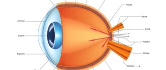 Орган зрения: строение глаза — подробный путеводитель по внутреннему миру зрения