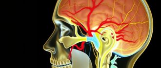 Сосуды и нервы головы: карта тока и сигналов, которую стоит знать