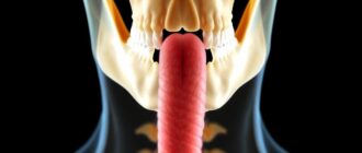 Глотка и пищевод: как они устроены, работают и почему им стоит внимательнее относиться