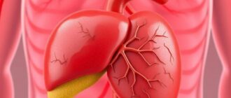 Печень: доли, связки, кровоснабжение — как устроен главный химзавод организма