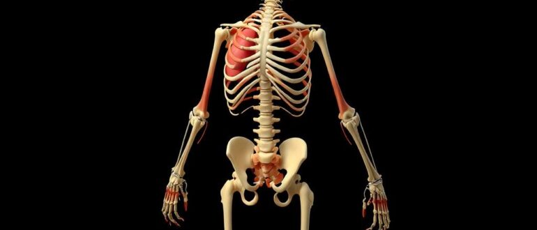 Анатомия опорно-двигательного аппарата: как устроен наш каркас движений