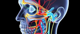 Иннервация лица: тройничный и лицевой нервы, как устроены ощущения и движения