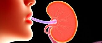 Орган обоняния: строение и функции — как запахи формируют наш мир