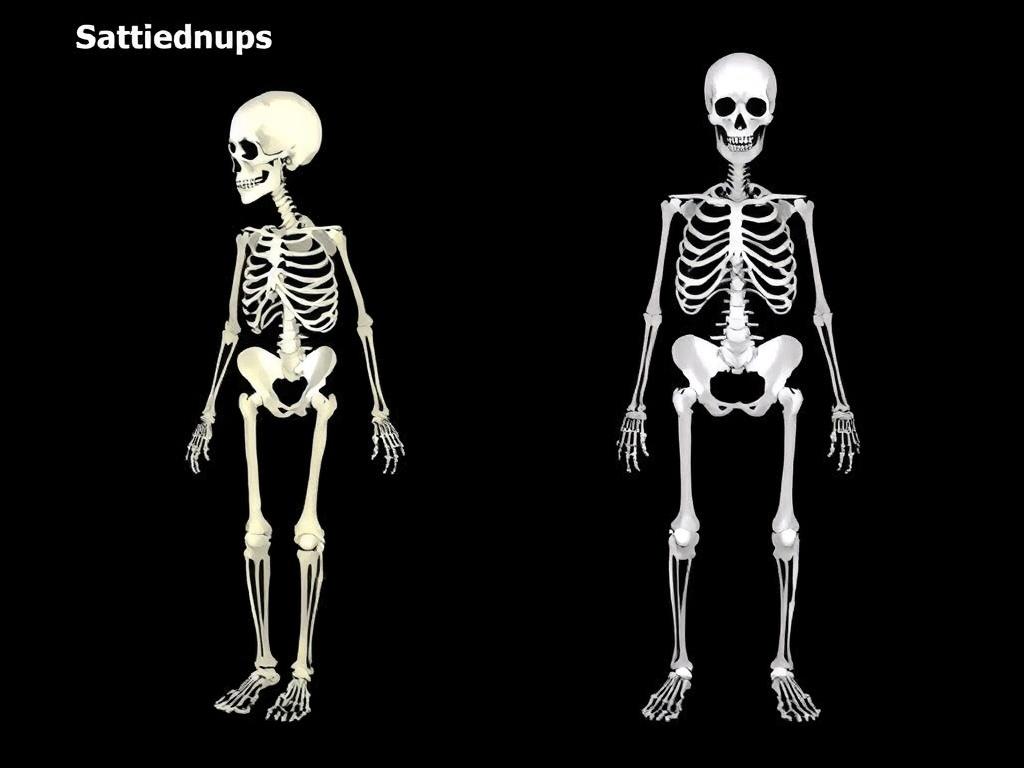 Строение и классификация костей. Патологии, связанные со строением кости