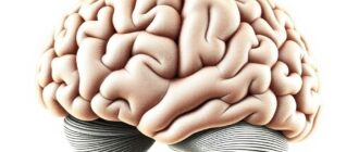 Мозжечок: строение и функции — как небольшой участок мозга управляет точностью движений и не только