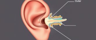 Наружное, среднее и внутреннее ухо: как мы слышим и удерживаем равновесие