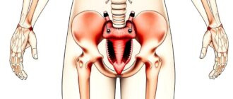 Анатомия мочеиспускания: как устроен акт, который мы считаем простым