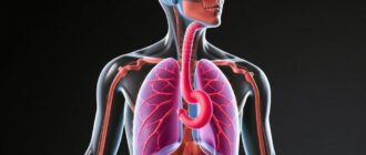 Анатомия дыхания при физических нагрузках: как каждый вдох работает на результат