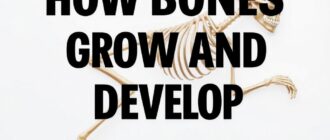 Как растут и развиваются кости: от зарождения до старения