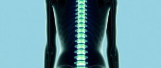 Строение и функции позвоночника: как устроен наш опорный центр
