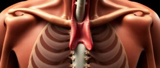 Анатомия глотания: как устроен незаметный акт, который спасает жизнь и настроение