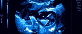 УЗИ в анатомии: как звук раскрывает структуру тела