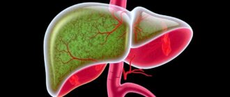 Анатомия печени: долька и гепатоцит — внутренняя карта органа