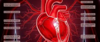 Инфаркт миокарда: анатомия катастрофы — как сердце терпит поражение изнутри