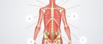 Анатомия кожи и её придатков: путешествие по границе между телом и миром