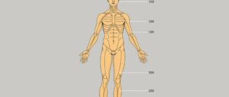 Конституция тела человека: типы телосложения и что с этим делать